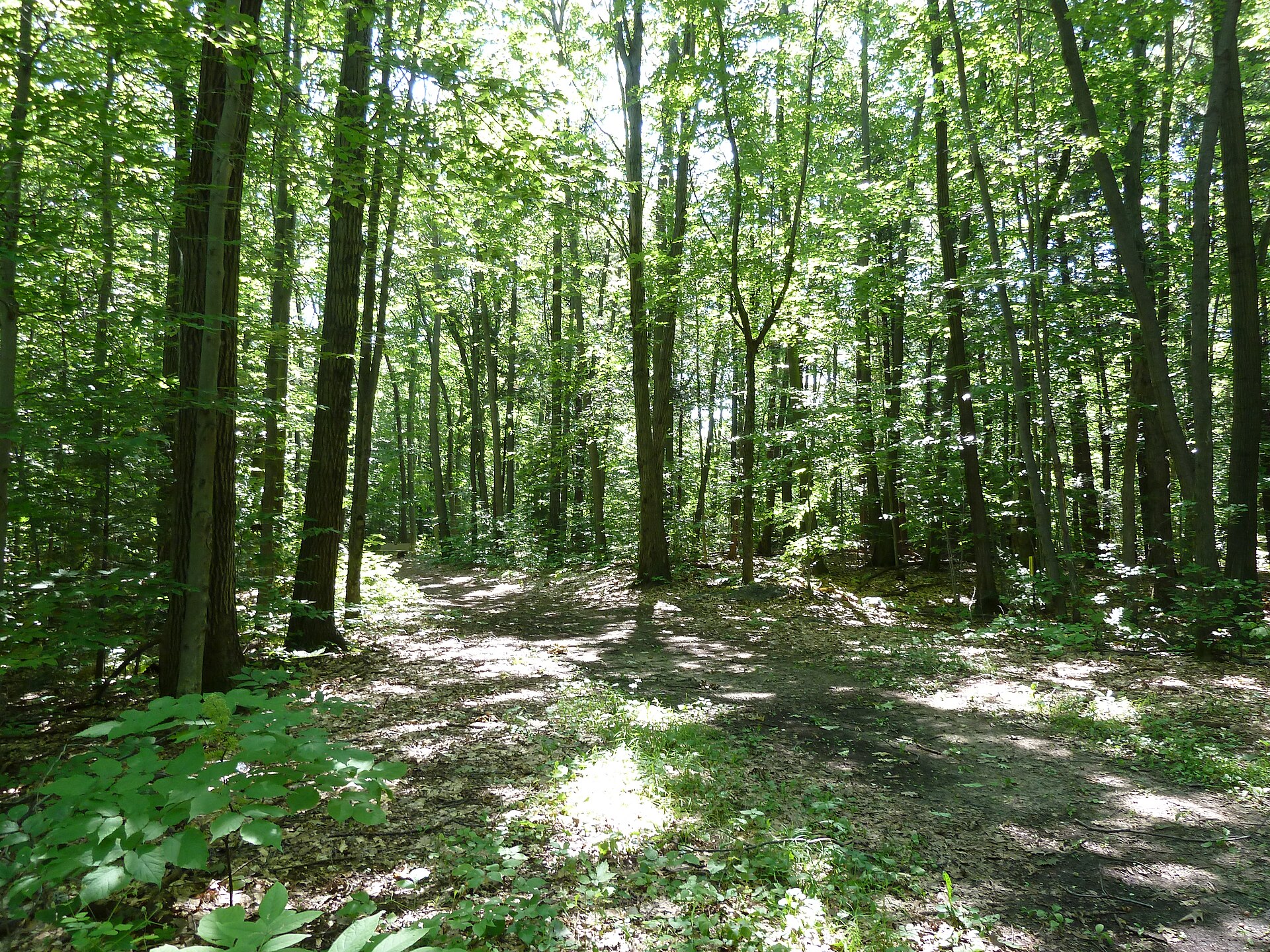 Summer light through the deciduous forest of the Morgan Arboretum