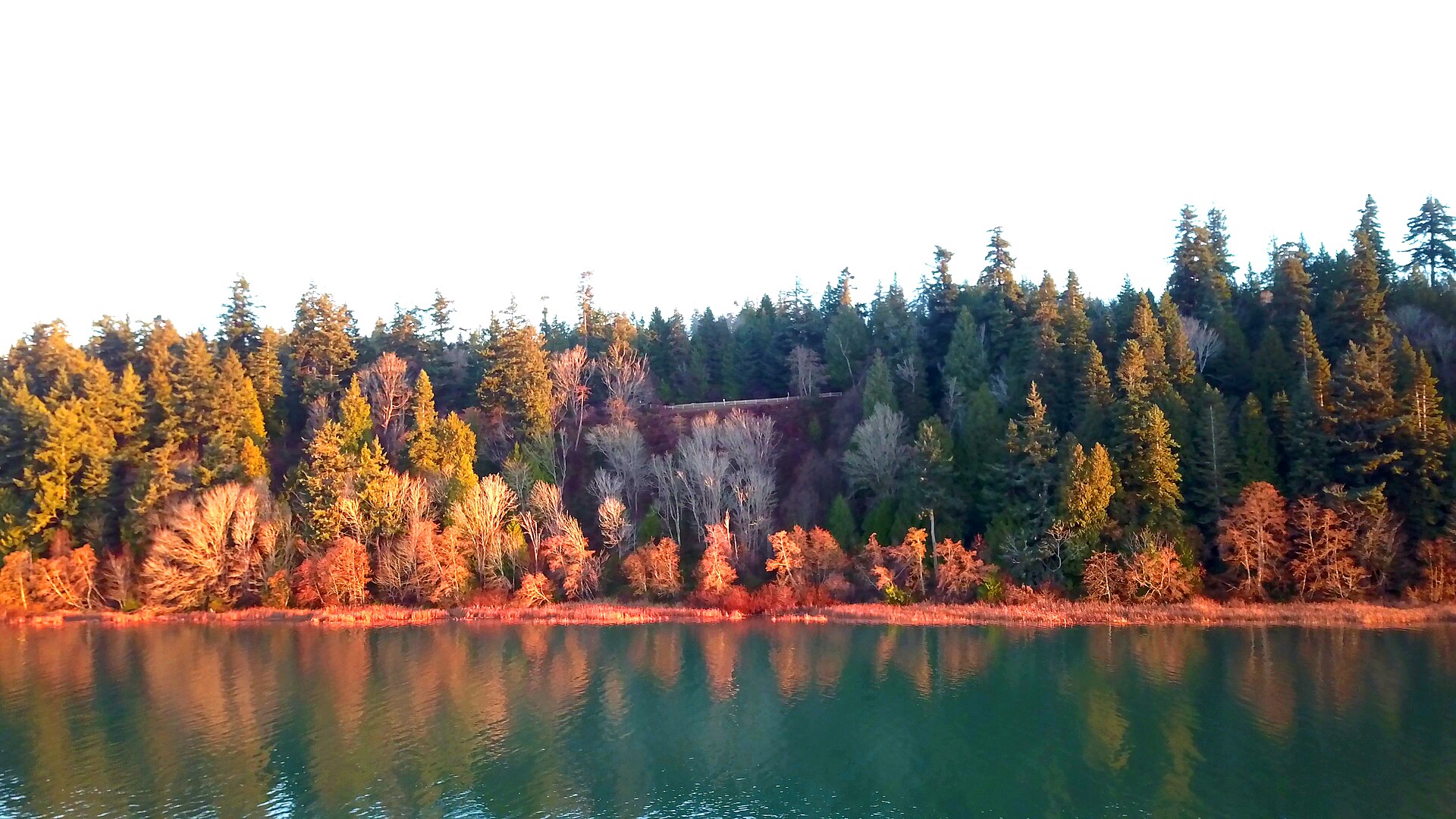 Tall trees along a Pacific Spirit Park trail by the Fraser River